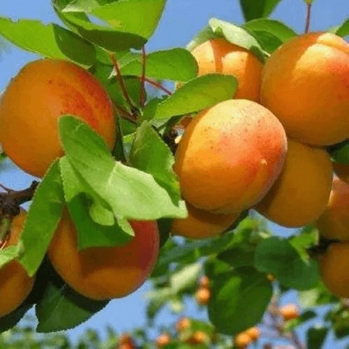 Саженцы абрикоса в питомнике «Сад»