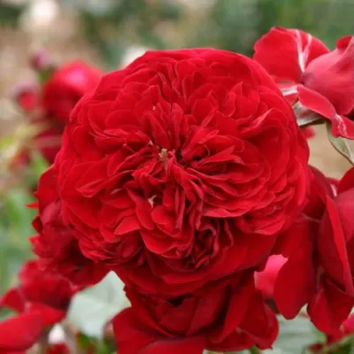 саженцы розы красная шапочка