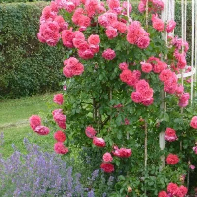 Роза РОЗАРИУМ ЮТЕРСОН плетистая в Москве