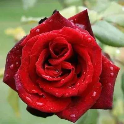 Роза ТАБУ чайно-гибридная в Москве