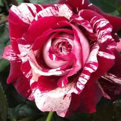 саженцы розы Хулио Иглесиас