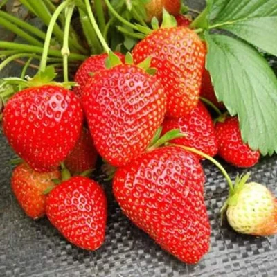 саженцы клубники Вима Рина