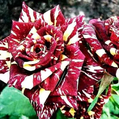 Роза ФОКУС ПОКУС флорибунда в Москве