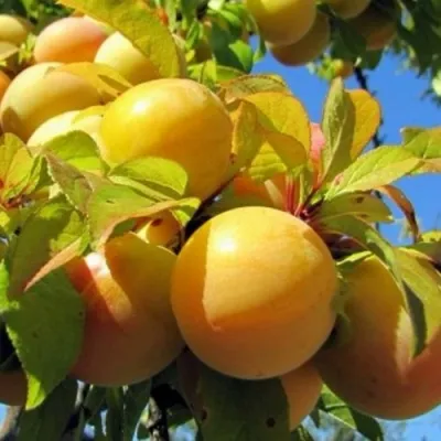 Слива МЕДОВАЯ ЖЁЛТАЯ в Москве