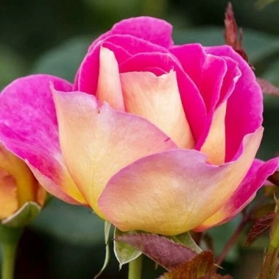 саженцы роз малейка