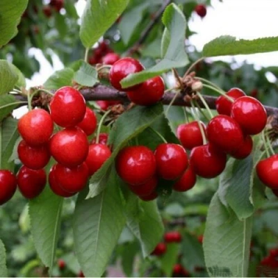 саженцы черешни Донецкая Красавица