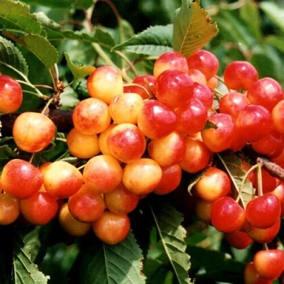 саженцы черешни Бюттнера Красная