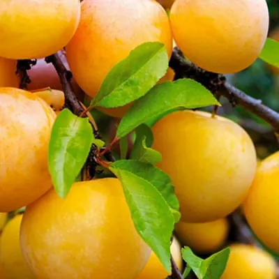 Слива МЕДОВАЯ ЖЁЛТАЯ в Москве