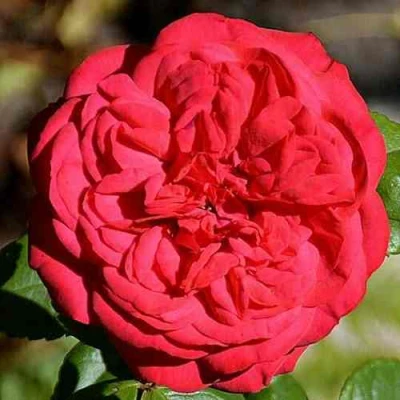 саженцы роз пиано ред