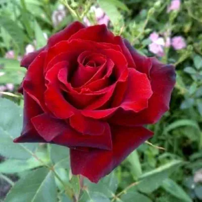 Роза ТАБУ чайно-гибридная в Москве