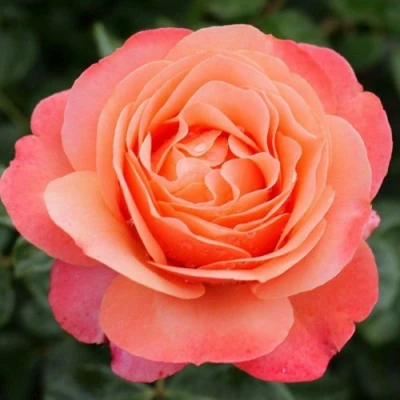 саженцы роз КОРАЛ ЛИОНС РОУЗ