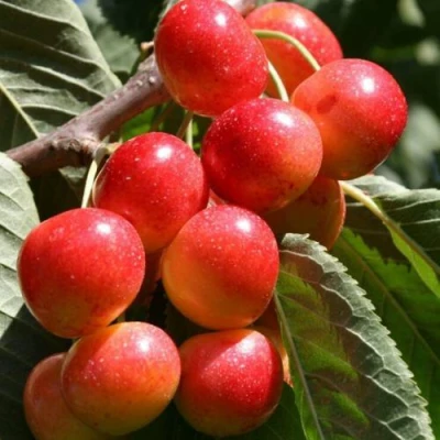 саженцы черешни Гастинец