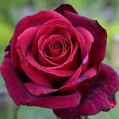 Роза ПАПА МЕЙЯН чайно-гибридная в Москве