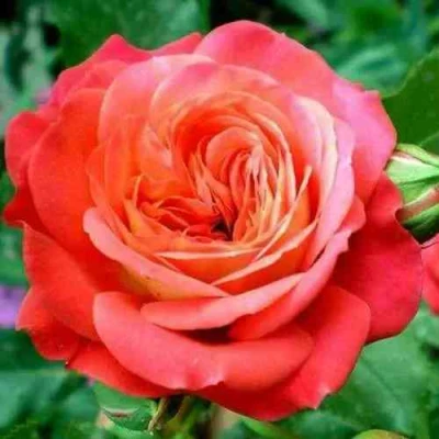 саженцы розы Мидсаммер