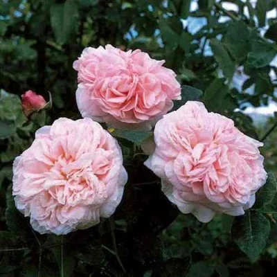 саженцы розы Клер Роуз