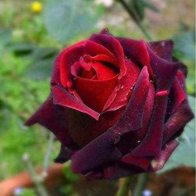 саженцы роз норита