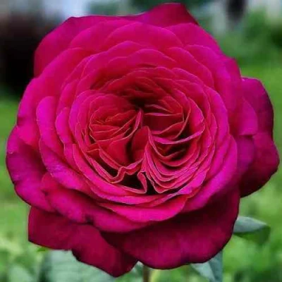 саженцы роз ИОГАНН ВОЛЬФГАНГ ФОН ГЕТЕ