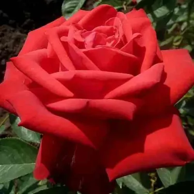 Роза СОФИ ЛОРЕН чайно-гибридная в Москве