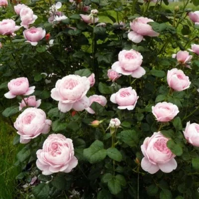 Роза КУИН ОФ СУИДЕН (КОРОЛЕВА ШВЕЦИИ) английская в Москве