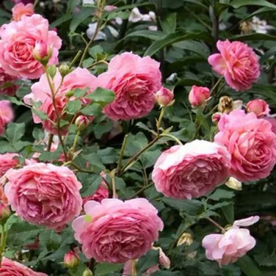 Роза ДЖУБИЛИ СЕЛЕБРЕЙШН английская в Москве