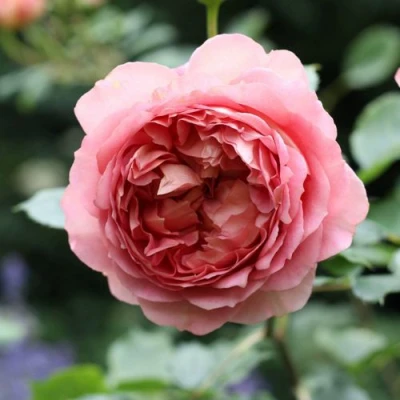 саженцы роз РИДЖЕНТС ПАРК