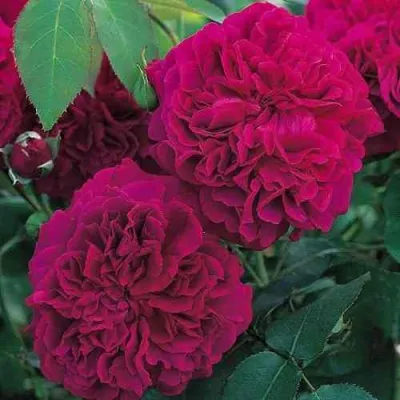 Роза ВИЛЬЯМ ШЕКСПИР английская в Москве