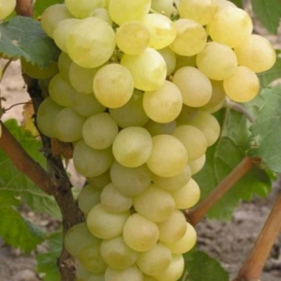 Виноград АВГУСТИН в Москве