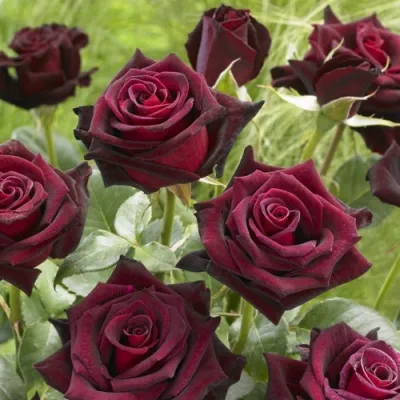 Роза БЛЭК БАККАРА чайно-гибридная в Москве