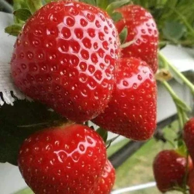 саженцы клубники Аргентера