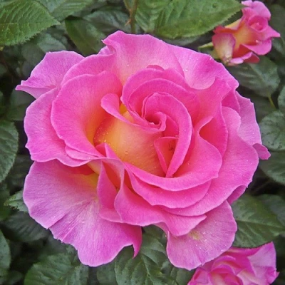 саженцы роз пинк парадайз