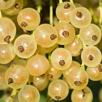 Смородина белая СМОЛЬЯНИНОВСКАЯ в Москве