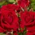 Роза СОФИ ЛОРЕН чайно-гибридная в Москве