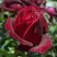 Роза ПАПА МЕЙЯН чайно-гибридная в Москве
