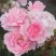 Роза БОНИКА флорибунда в Москве