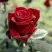 Роза ТАБУ чайно-гибридная в Москве