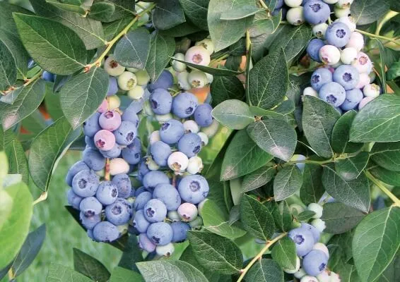 Голубика садовая