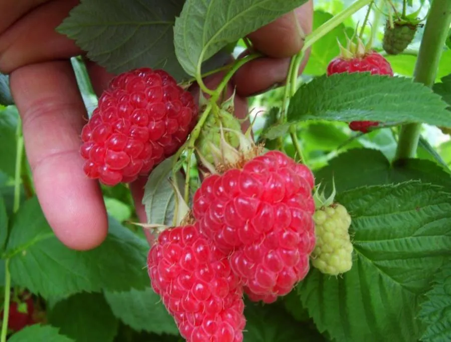 Малина Гусар  Малина Гусар