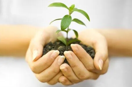 Посадка растений Посадка растений