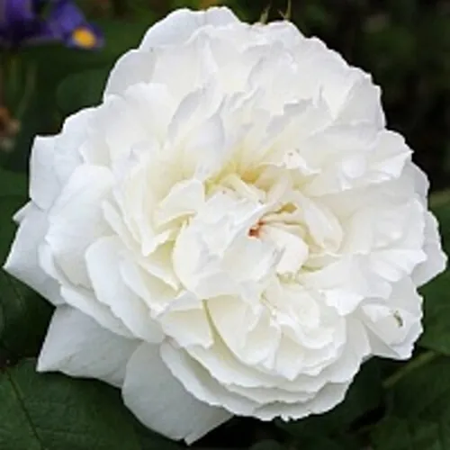 Саженцы роз ВИНЧЕСТЕР КАФЕДРАЛ английская  Саженцы роз ВИНЧЕСТЕР КАФЕДРАЛ английская в Москве