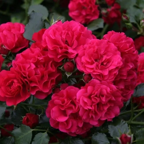 Саженцы роз РАДОСТЬ САДОВНИКА (ГАРТЕН ФРОЙДЕ) почвопокровная  Саженцы роз РАДОСТЬ САДОВНИКА (ГАРТЕН ФРОЙДЕ) почвопокровная в Москве