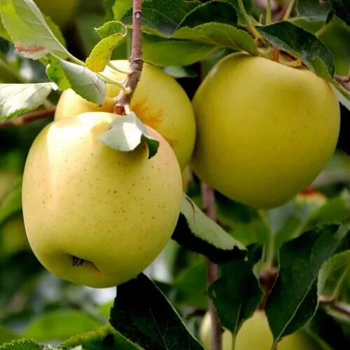 Яблоня ГОЛДЕН ВЛАДИМИРСКИЙ  Яблоня ГОЛДЕН ВЛАДИМИРСКИЙ в Москве
