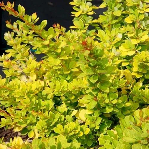 Барбарис СЕНСЕЙШЕН тунберга  Барбарис СЕНСЕЙШЕН тунберга в Москве