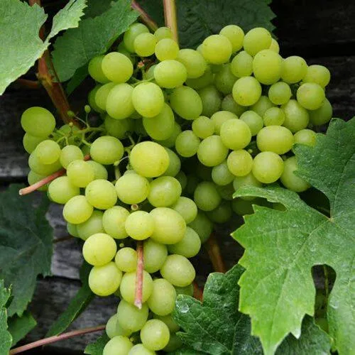 Виноград АЛЕШЕНЬКИН  Виноград АЛЕШЕНЬКИН в Москве