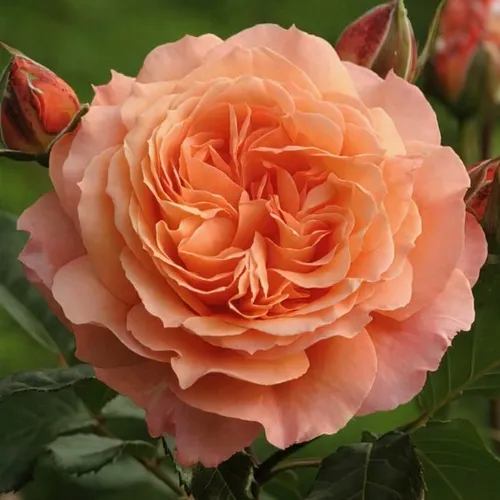 Саженцы роз БЕЛЬВЕДЕР шраб  Саженцы роз БЕЛЬВЕДЕР шраб в Москве