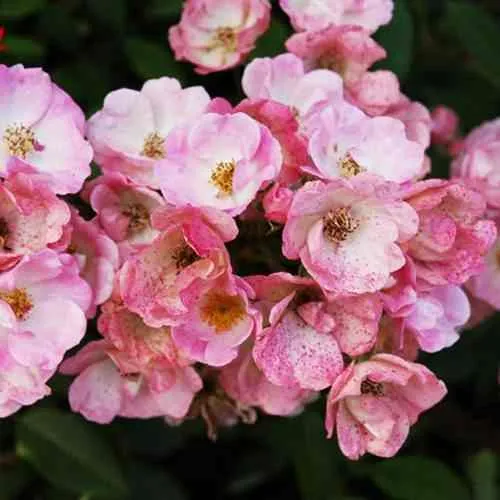 Саженцы роз АЛДЕН БИЗЕН мускусная  Саженцы роз АЛДЕН БИЗЕН мускусная в Москве