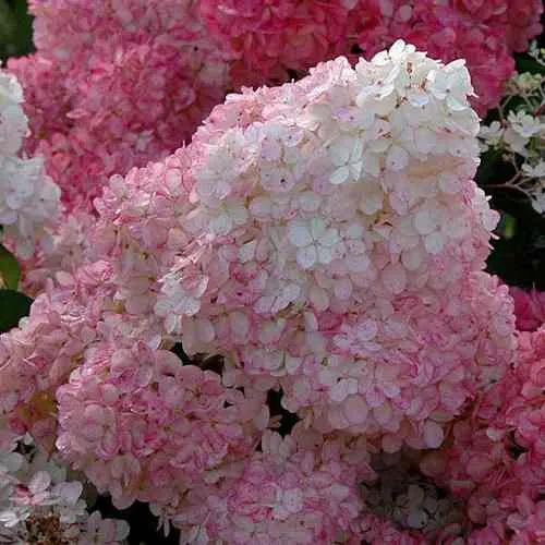 Гортензия САНДЕЙ ФРАЙЗ метельчатая  Гортензия САНДЕЙ ФРАЙЗ метельчатая в Москве