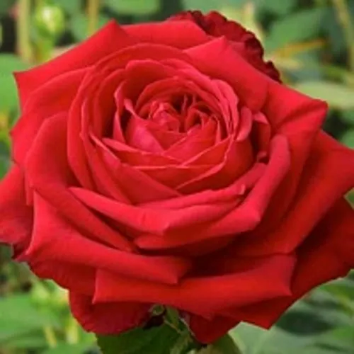 Саженцы роз СОФИ ЛОРЕН чайно-гибридная  Саженцы роз СОФИ ЛОРЕН чайно-гибридная в Москве