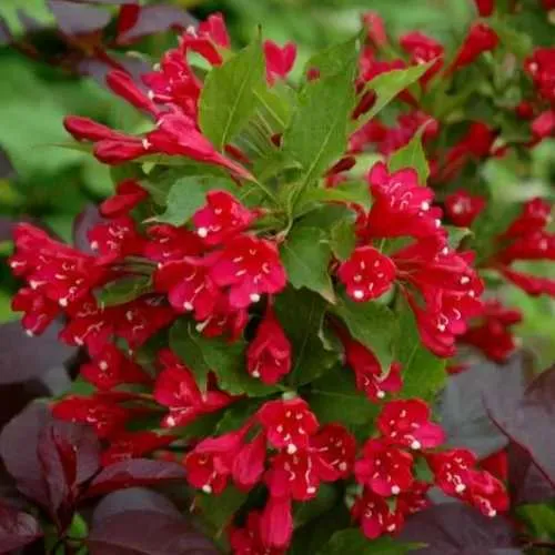 Вейгела РЕД ПРИНЦ  Вейгела РЕД ПРИНЦ в Москве