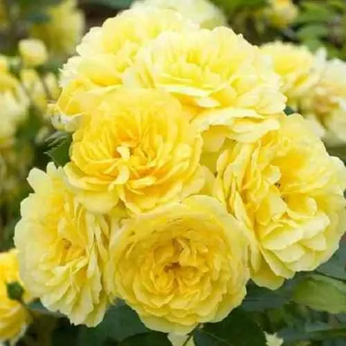 Саженцы роз АНИ ДЮПРЕЙ флорибунда  Саженцы роз АНИ ДЮПРЕЙ флорибунда в Москве