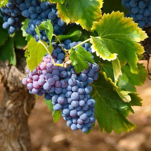 Виноград ЗИЛГА  Виноград ЗИЛГА в Москве